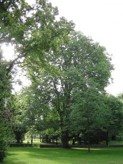 Bild 1 von Platane im Arminiuspark